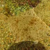 A photo of a European flounder in the Baltic Sea. 