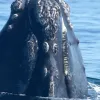 The rough patches of skin known as callosities occur in unique patterns on all North Atlantic right whales and help researchers identify and track individual whales. This whale is named Phoenix.