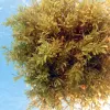 Sargassum forms dense clumps up to the size of a beach ball that slowly rotate as they drift. 