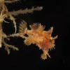 The fins of the frogfish are perfect for creeping around in the algae and stalking unsuspecting prey.