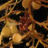 The Sargassum frogfish is a small but voracious predator - it can ingest animals up to it’s own size!