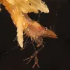 Brown grass shrimp on a floating piece of seaweed. 