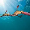 “The male weedy seadragon is entrusted with the pink, fertilized eggs once mating has been completed. It is his task to incubate them until their hatching, approximately eight weeks later. The day this photo was taken, the weather and conditions were unu