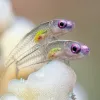 “It’s quite normal for this type of goby to sit still on hard coral like this. I spotted the first of these very small fish and set up my camera for the shot. Just as I was about to take a picture, a second goby came out of nowhere and sat on the first