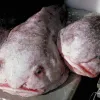 Blob Sculpin, A Deepwater Fish