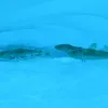 Arctic cod have a special protein that warms their blood.