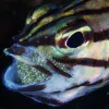 Cardinalfish dads protect their eggs by gingerly carrying them in their mouths.