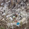 Artist Chris Jordan, who took these photos, is making a documentary about Laysan albatrosses on Midway Atoll and their plastic problem. Watch the trailer.