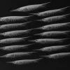 A school of grooved razorfish seen in x-ray imaging.