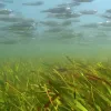 Hardy head silversides (Atherinomorus lacunosus) are abundant fish in shallow water reef flat seagrass meadows throughout the Indo-Pacific.