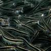 Striped eel catfish are the only species of catfish found in coral reefs. 