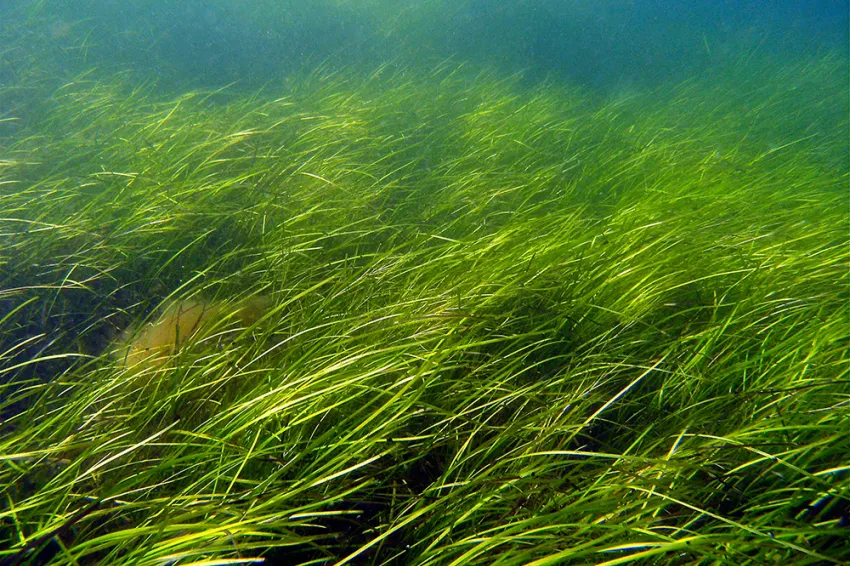 Seagrasses are flowering plants that can form dense underwater meadows and are an important shallow water habitat.