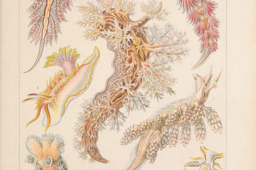 Illustration of colorful nudibranchs from Ernst Haeckel. 