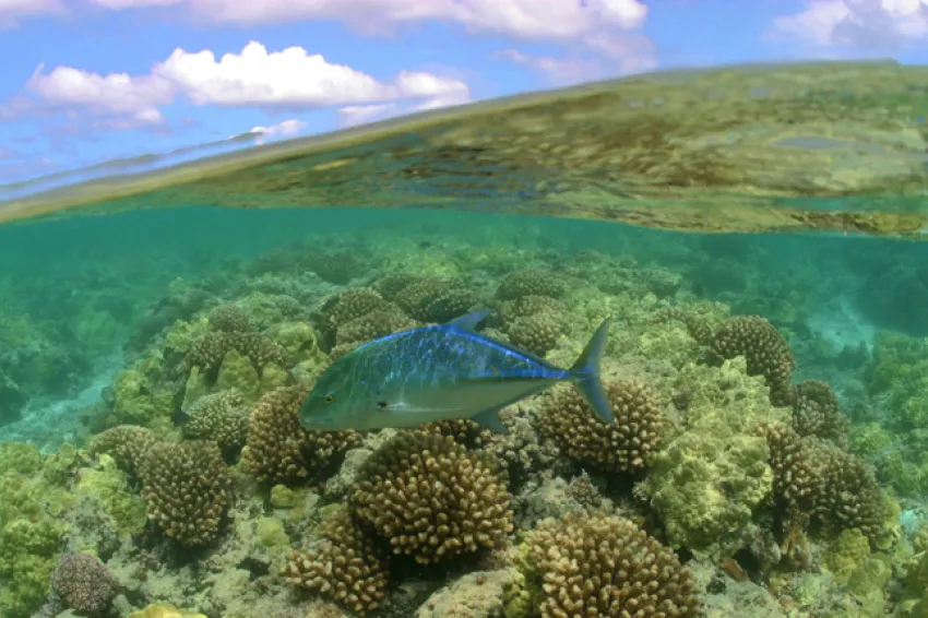 A bluefin trevally swims in Hawaii’s Maro Coral Reef, part of the Papahānaumokuākea Marine National Monument.