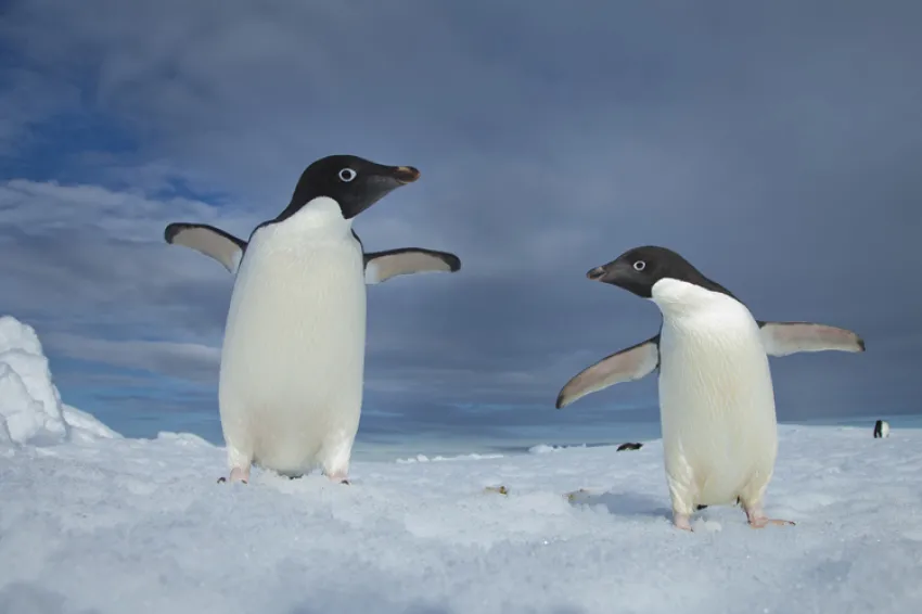 Two Adélie penguins on Paulet Island, Antarctica