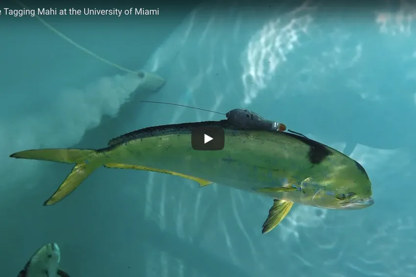 Tagged Mahi Mahi swimming in clear water.