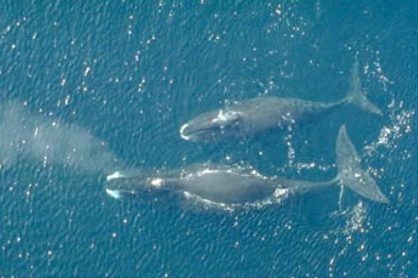 Aerial view of two bowhead whales swimming in the ocean.