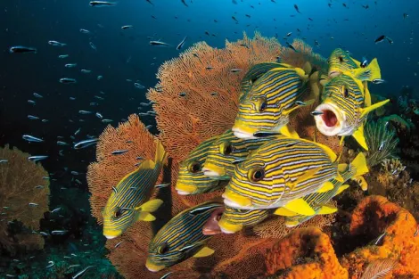 “On an afternoon dive, I spotted a small group of sweetlips in the current among a shoal of juvenile convict blennies. It took me some time to get close to the fish without spooking them. I took several frames but this one was my favorite because of the 