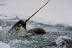 A narwhal breaches the surface, its tusk pointed to the sky