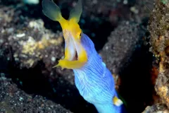 A blue and yellow colored blue-ribbon eel. 
