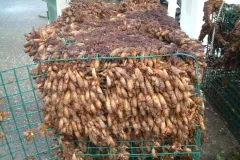 A photo of an oyster cage, out of the water, covered in sea squirts.