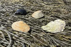 Two clams, a mussel, an oyster, on a bed of algae 