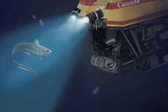 Dive through the zones of the ocean to the deep ocean bottom where many strange species live, and there are many yet to be discovered. Explore them in the Deep Ocean Exploration section.