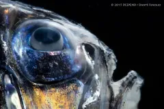 A close-up image of deep-sea fish Argyropelecus aculeatus