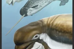 An illustration of a recently discovered species of Monodontid, Bohaskaia monodontoides, and its beluga and narwhale relatives