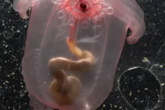 Census researchers discovered this sea cucumber (Enypniastes sp.) in the Gulf of Mexico.