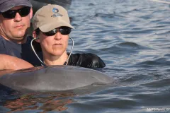 a veterinarian listens to a dolphin's heartbeat
