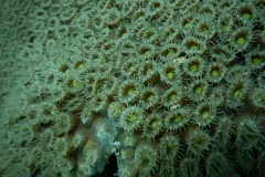coral polyps