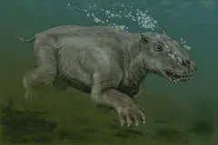 A hippopotamus-like creature swims underwater