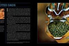 Photo Spread showing male fish with mouth full of eggs from Citizens of the Sea