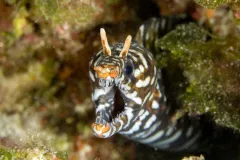 A brown and white dragon moray eel with its mouth open. 
