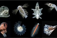 A variety of plankton images from the Gulf Stream
