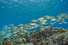 Fish swimming in waters of Bay Islands, Honduras Fish swimming in waters of Bay Islands, Honduras