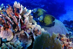 Imagen submarina de dos peces nadando cerca de corales pétreos y ramificados. 
