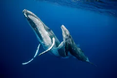two humpback whales swim underwater