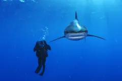 An oceanic whitetip shark swims near a biologist in the Bahamas.