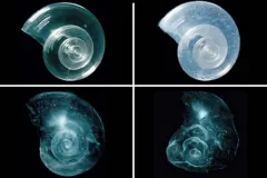 A shell placed in seawater with increased acidity slowly dissolves over 45 days.