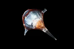 The shell of a sea slug