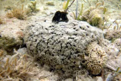 Many medicines were based on a chemical from the sea sponge Tectitethya crypta.