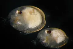 A female (top left) and male Photerus annecohenae. Note that females are larger than males (sexual dimorphism) and that males have bigger eyes.
