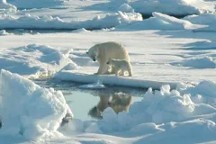 Polar bears are threatened by a lack of sea ice.