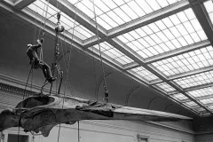 Blue whale skull being installed at National Museum of Natural History.