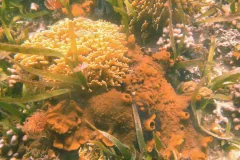 This orange boring sponge (Cliona varians) overgrows several coral species at Panama's Smithsonian Tropical Studies Institute.