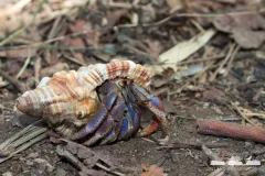 A Caribbean hermit crab (Coenobita clypeatus) crawls on the forest floor.