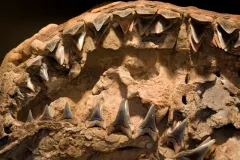 A close-up image of a fossil shark jaw with teeth.