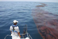 Oil Slick in the Gulf A wildlife biologist surveys oiled algae